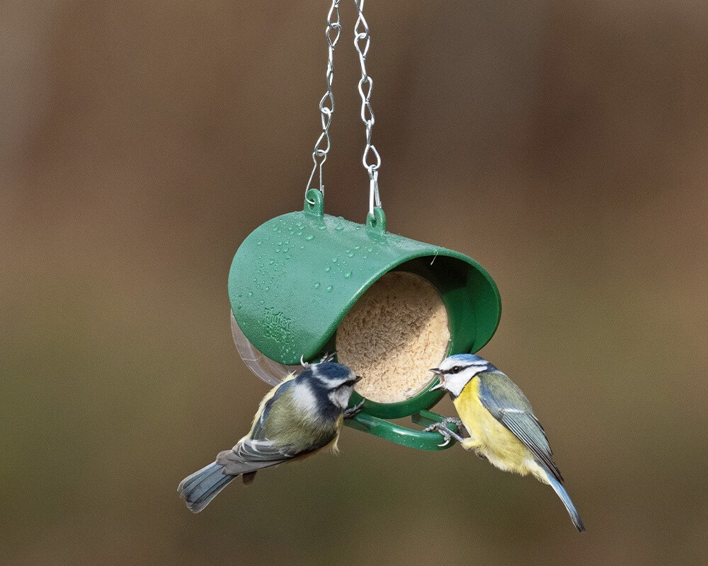 Flutter Butter Feeder