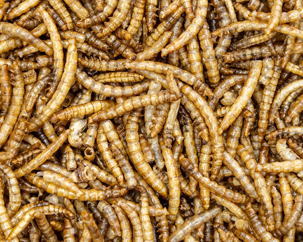 Dried Mealworms