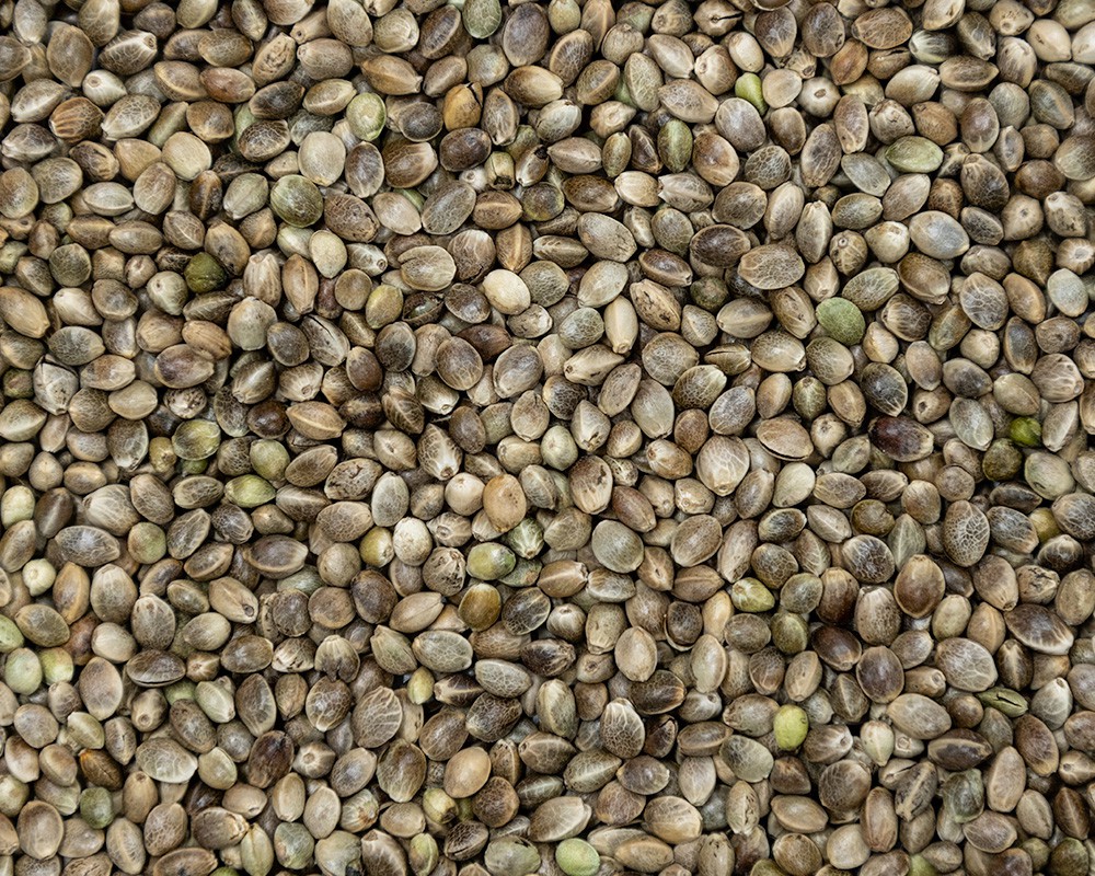 Hemp Seed