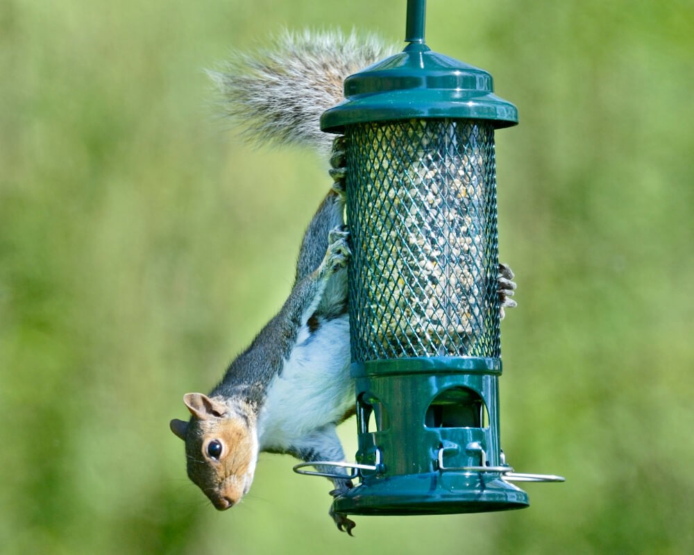 Squirrel Buster® Seed Feeder