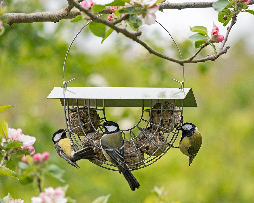 Suet Ball Basket Feeder