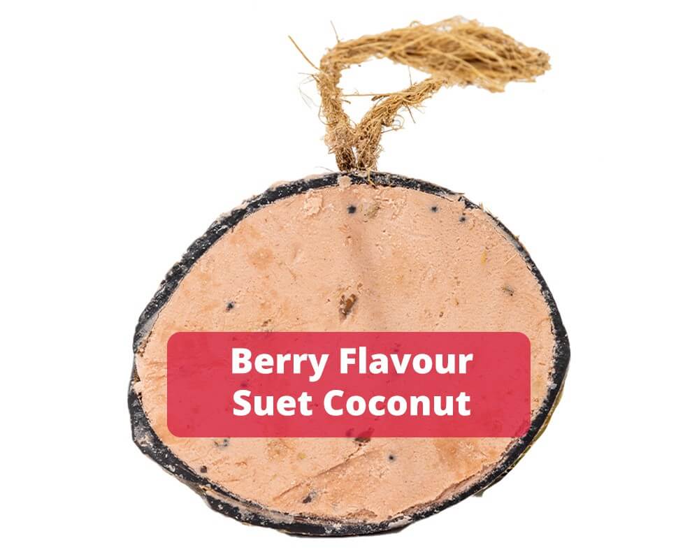 Suet Half Coconut - Berry Flavour