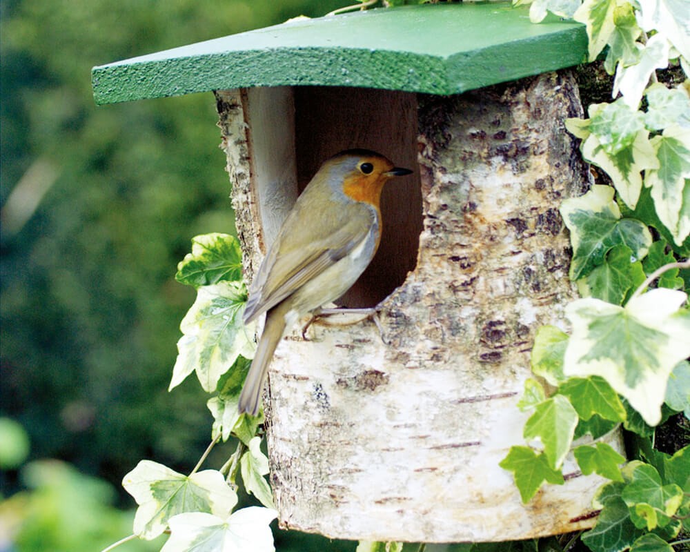 Birch Log Open Fronted Nest Box