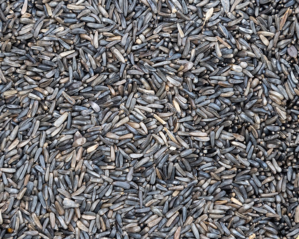 Niger Seed