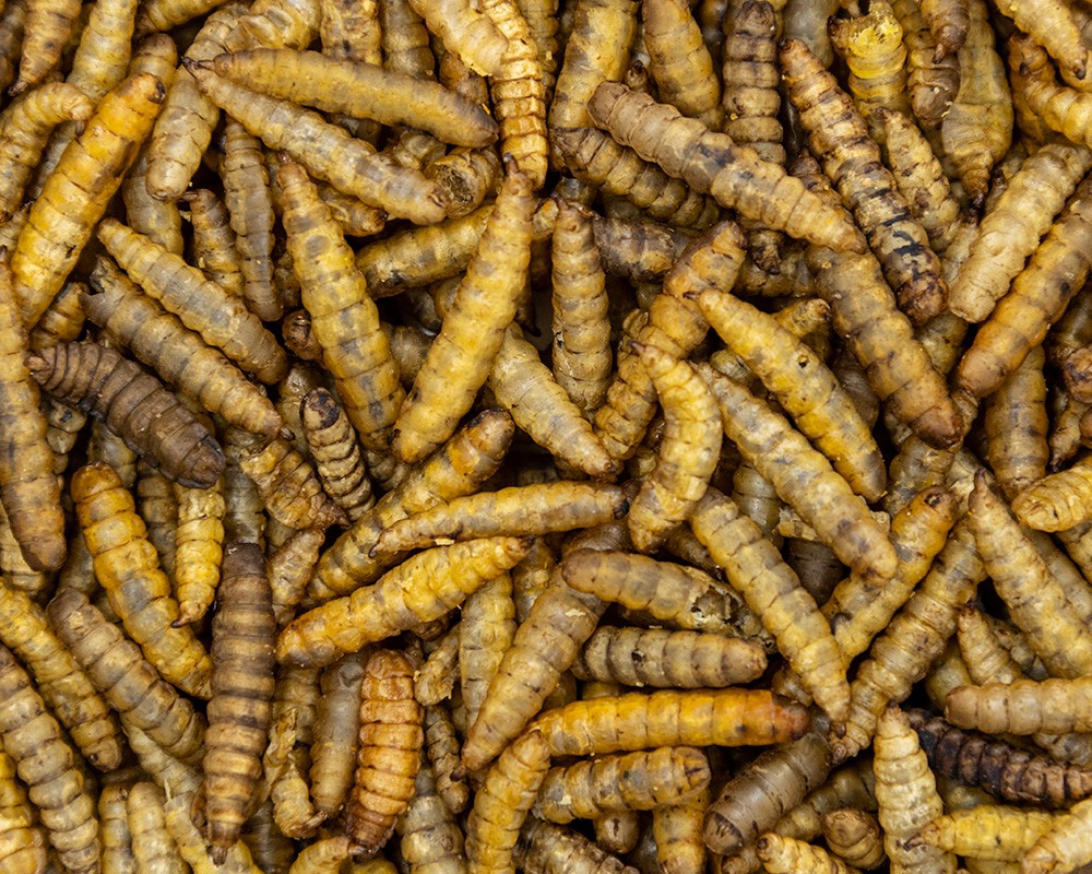 Dried Calci Worms