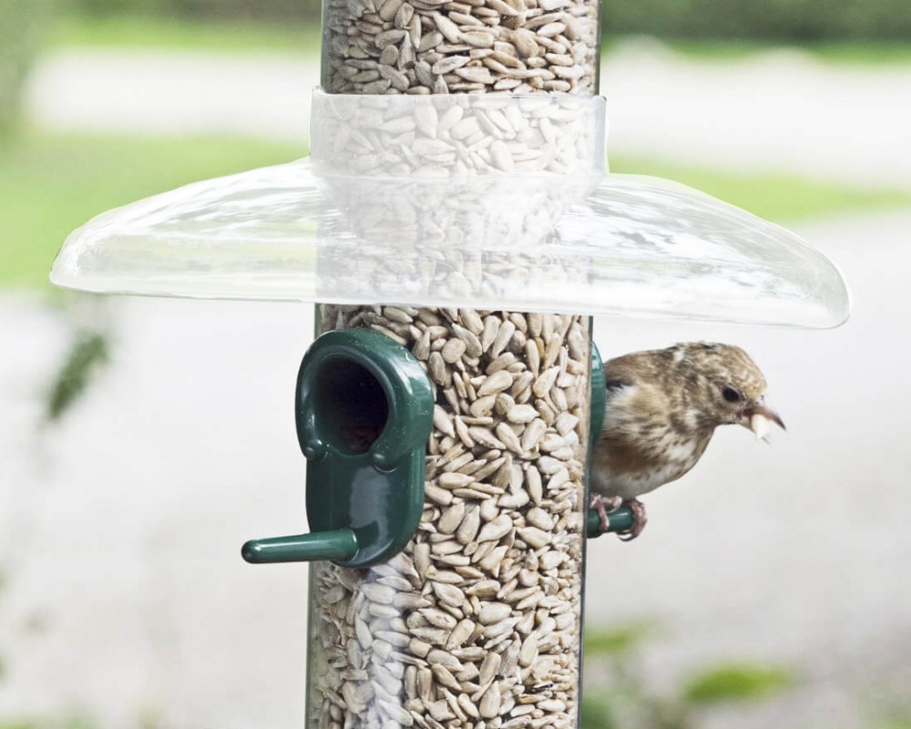 diy bird feeder woth a rain guard