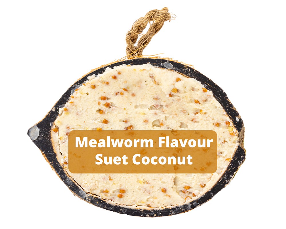 Suet Half Coconut - Mealworm Flavour