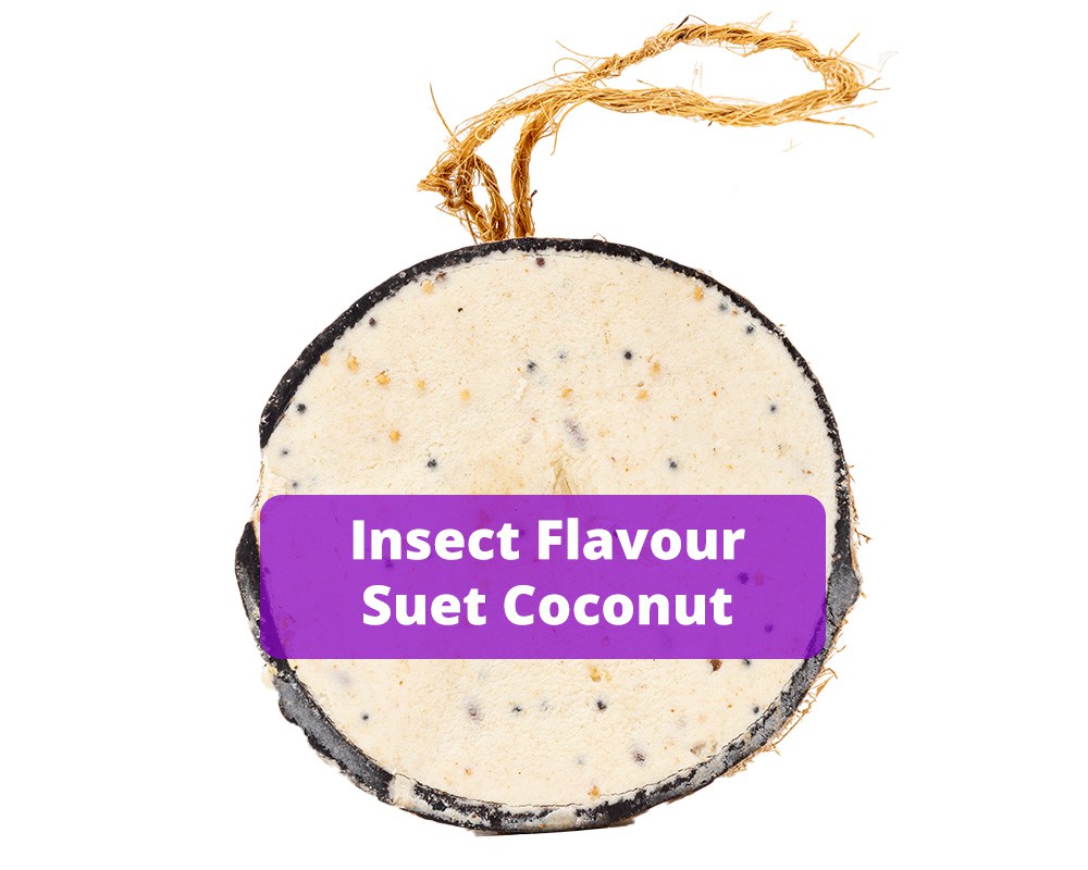 Suet Half Coconut - Insect Flavour