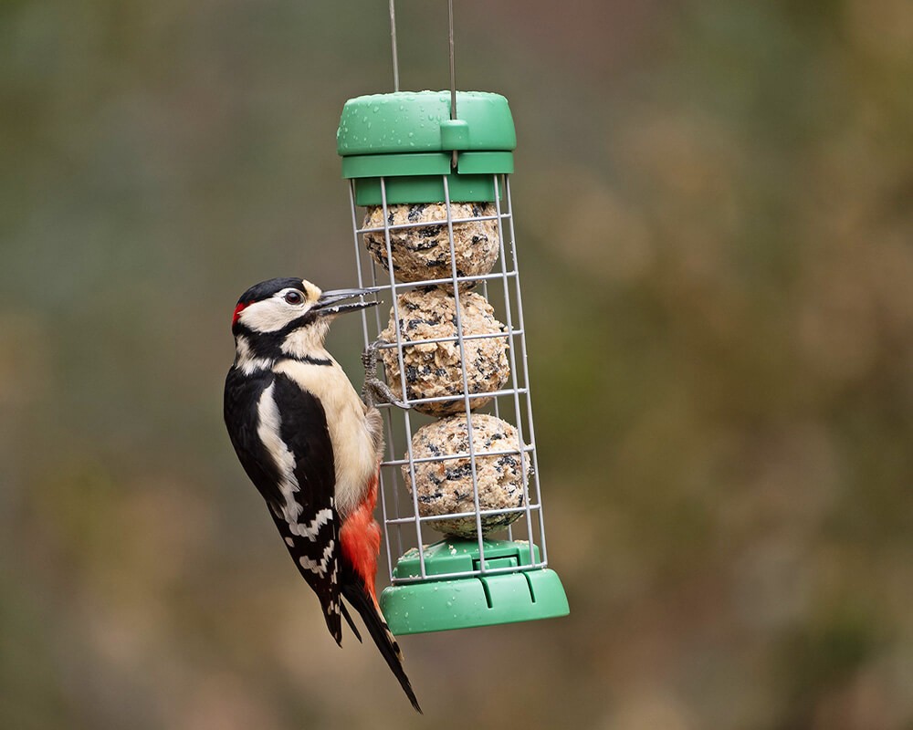 Bird Lovers Suet Ball Feeder