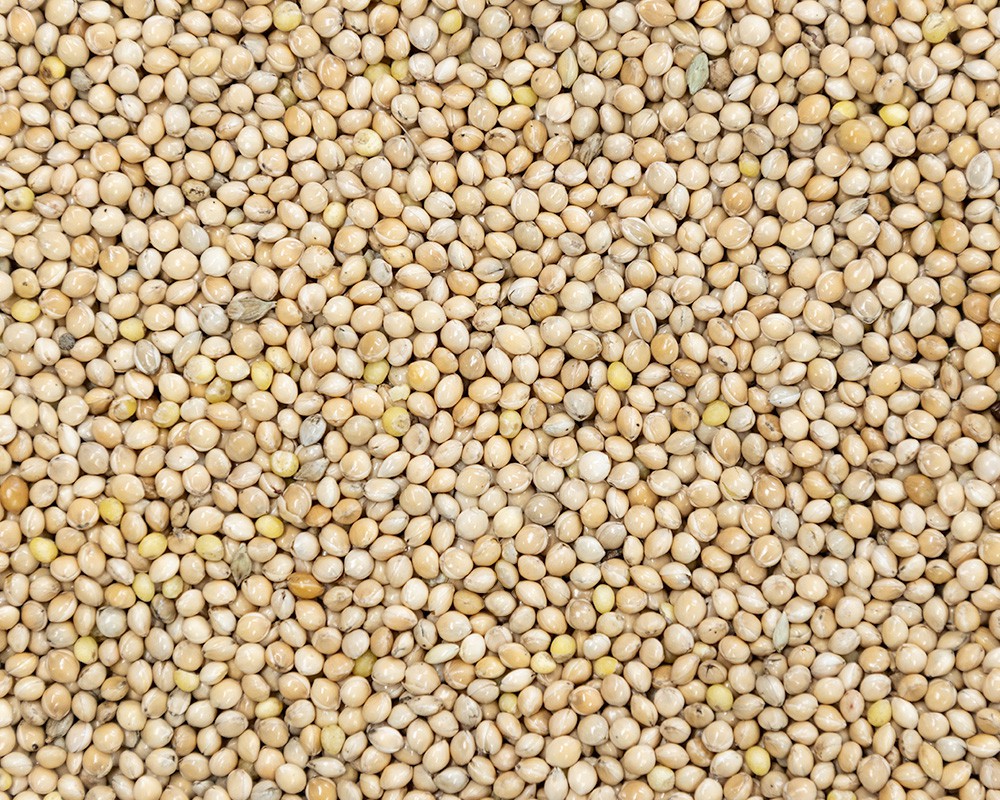 White Millet