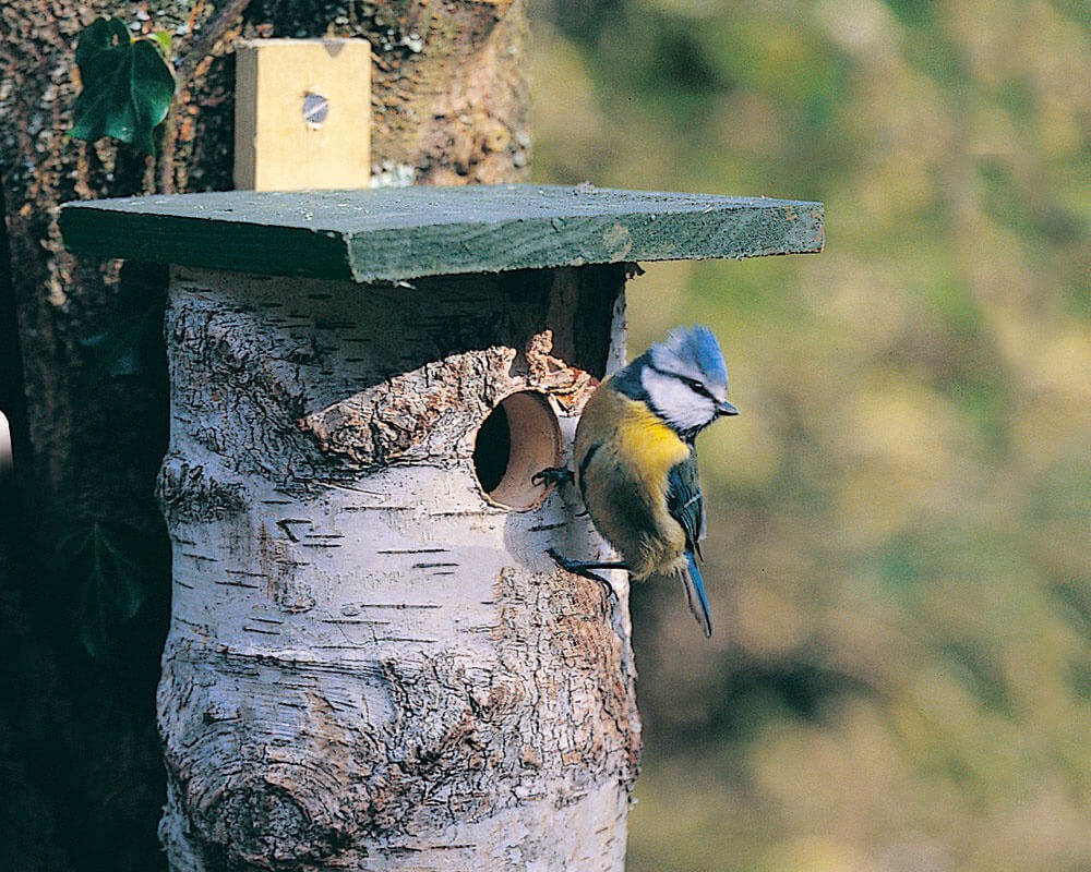 Birch Log Nest Box