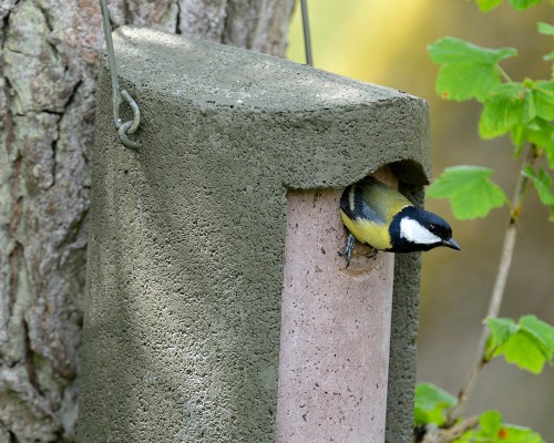 Bird Nesting Boxes