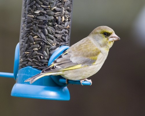 Bird Feeders