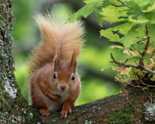 Squirrel Food & Feeders