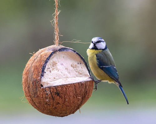 Suet Coconuts